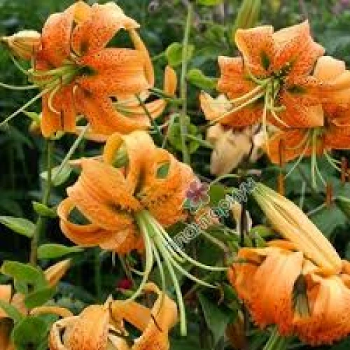 Speciosum Henryi 